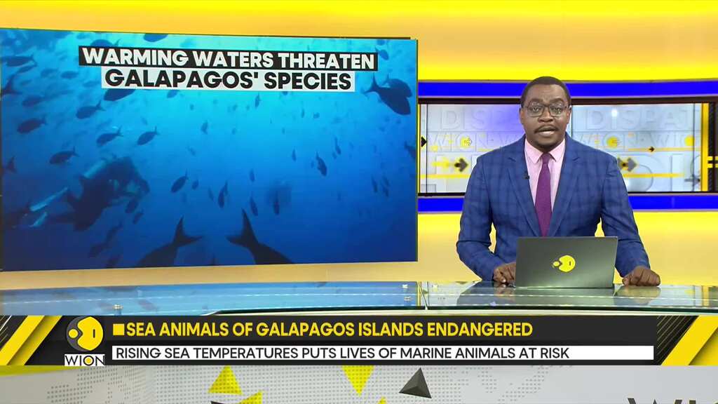 Rising sea temperatures put the lives of animals in Galapagos Islands endangered