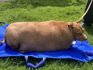 New Zealand woman jailed for overfeeding pet dog Nuggi to death