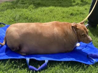 New Zealand woman jailed for overfeeding pet dog Nuggi to death