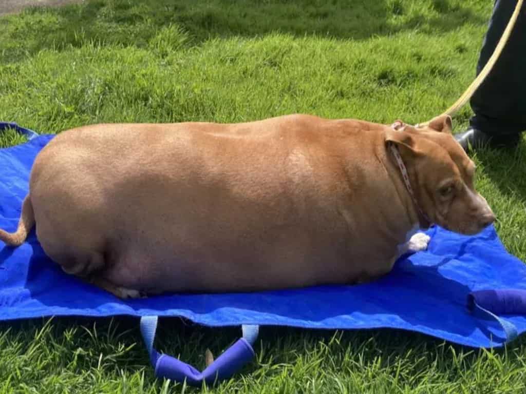 New Zealand woman jailed for overfeeding pet dog Nuggi to death