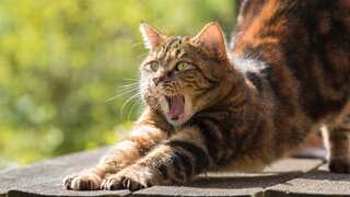 Parasites found in cat poop could help treat Alzheimer's and Parkinson's: Study