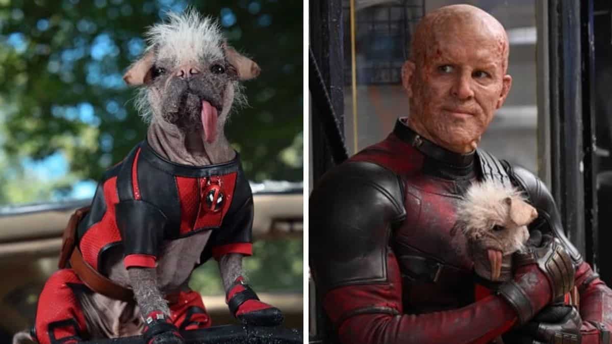 Dogpool: How Britain's ugliest dog became Marvel's newest super hero