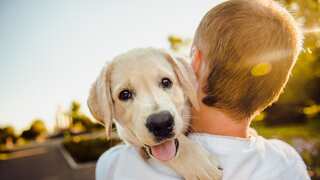 Dogs can actually decipher human language and not just cues. Here's how
