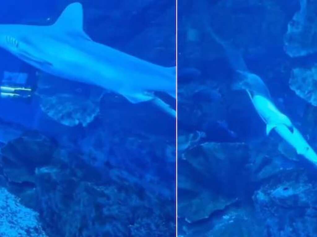 Watch: Visitors at Dubai Mall witness 'magical moment' of baby shark's birth inside aquarium