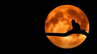 Lunar lifeboats: Scientists suggest ultimate backup plan to save Earth’s endangered animals