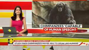 Gravitas: Study finds Chimpanzees maybe able to speak like humans