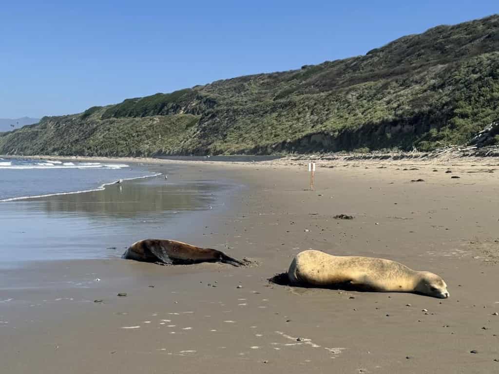 Sea lions are stranded on California's coast with signs of poisoning by harmful algae