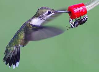 First animals to ever have sex were not what you would have expected