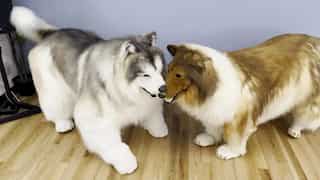 Japanese man turned dog now gets himself a 'dog' best friend: Watch