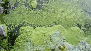 THIS toxic green algae can kill your dog in only 24 hours. Here's how you can save your pet