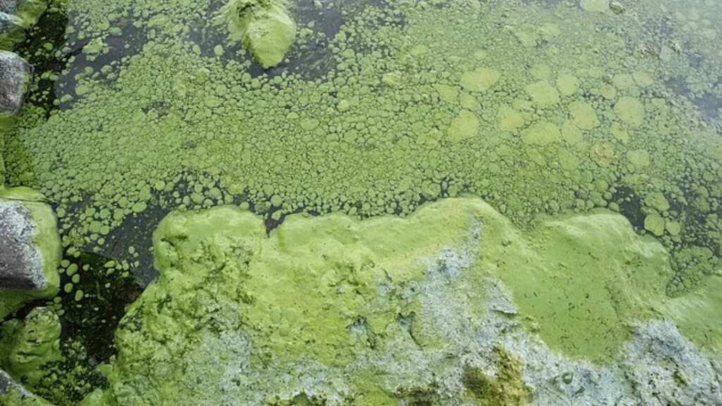 THIS toxic green algae can kill your dog in only 24 hours. Here's how you can save your pet