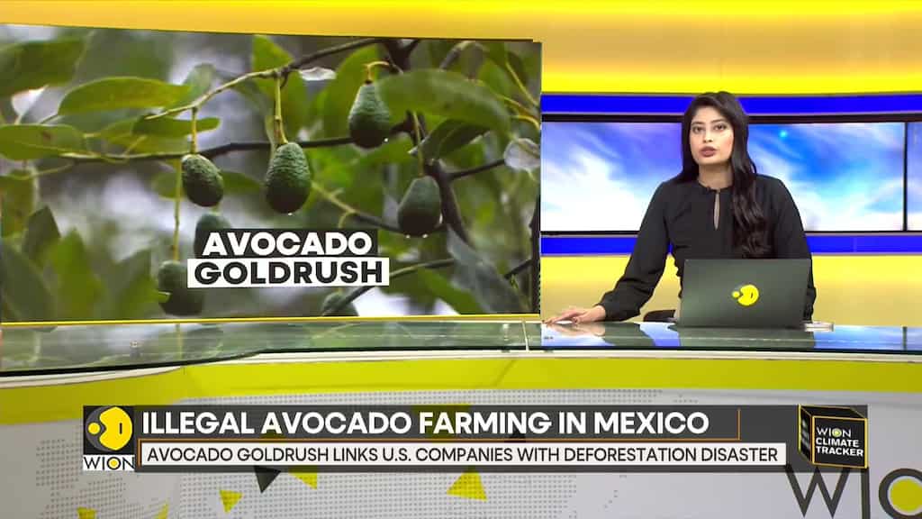 Green gold or environmental catastrophe?