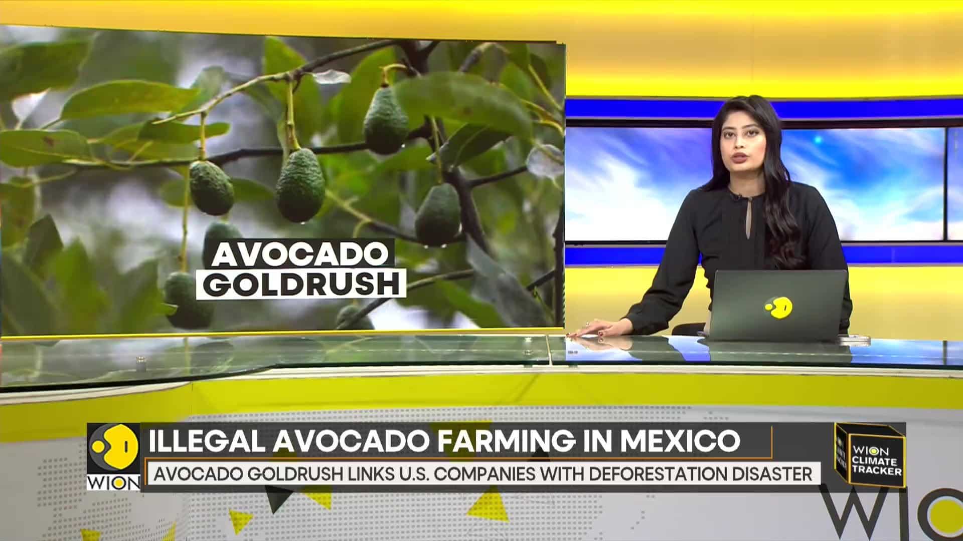 Green gold or environmental catastrophe? - WION Climate Tracker News