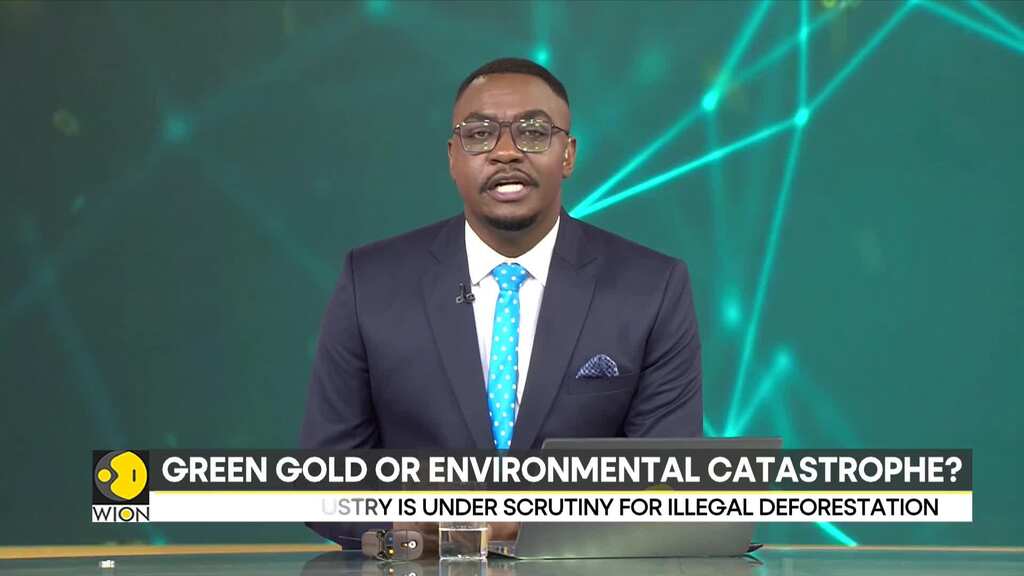Illegal Avocado Farming: A Green Gold or Environmental Catastrophe?