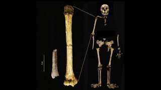Indonesia was home to 'smaller than believed' hobbits 700,000 years ago, their fossils suggest...
