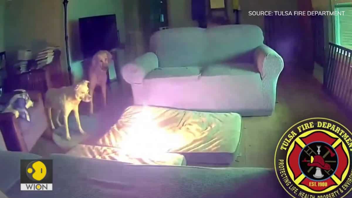 Dog accidentally started fire in US home by chewing portable charger | Video Dog accidentally started fire in US home by chewing portable charger | Video