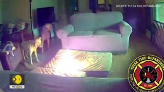 Dog accidentally started fire in US home by chewing portable charger | Video