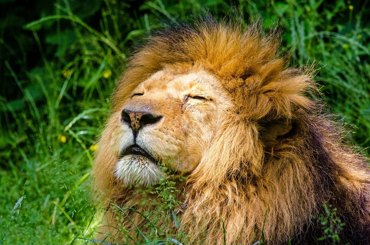 Lions Gate Portal: Your guide to manifestation on 8 August 2024