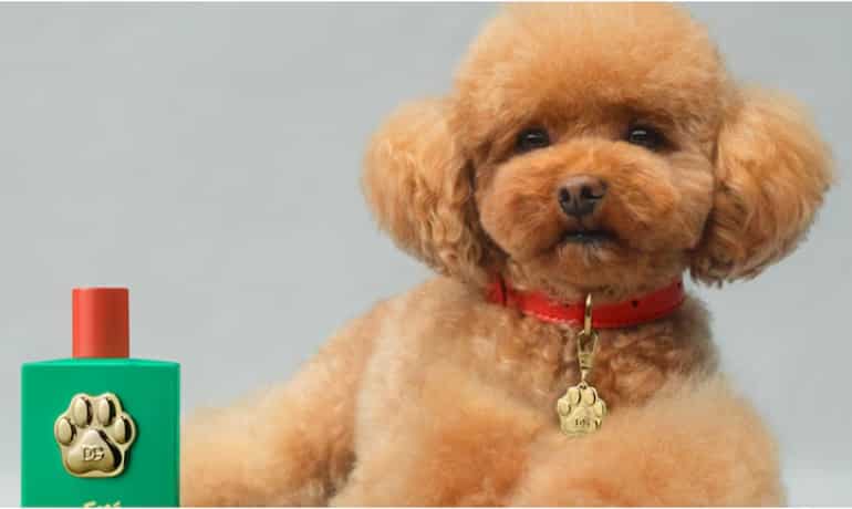 Will you buy it? Dolce & Gabbana launches luxury dog perfume at this whopping price