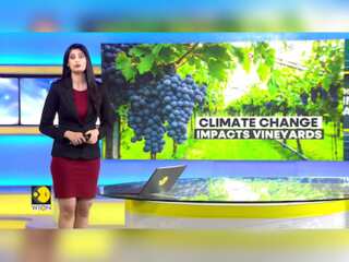 Impact of Climate Change on Vineyard: High temp force grapes to mature early