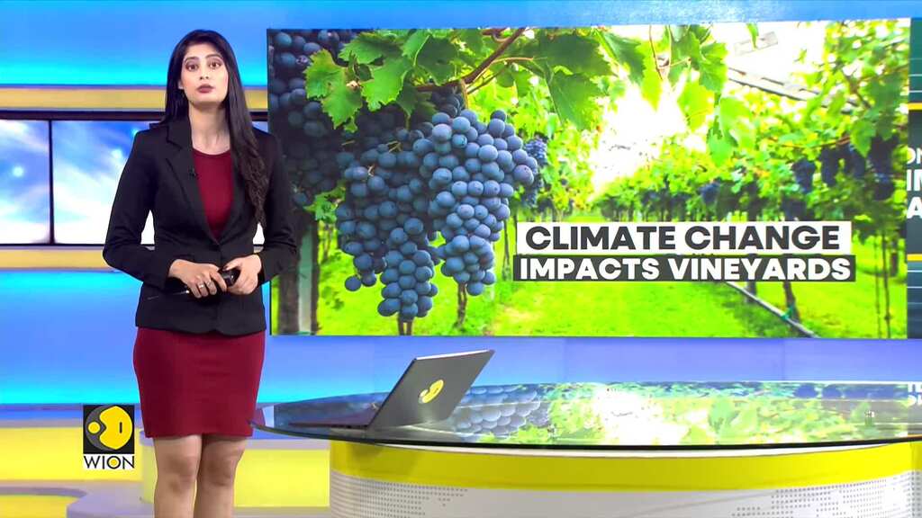Impact of Climate Change on Vineyard: High temp force grapes to mature early