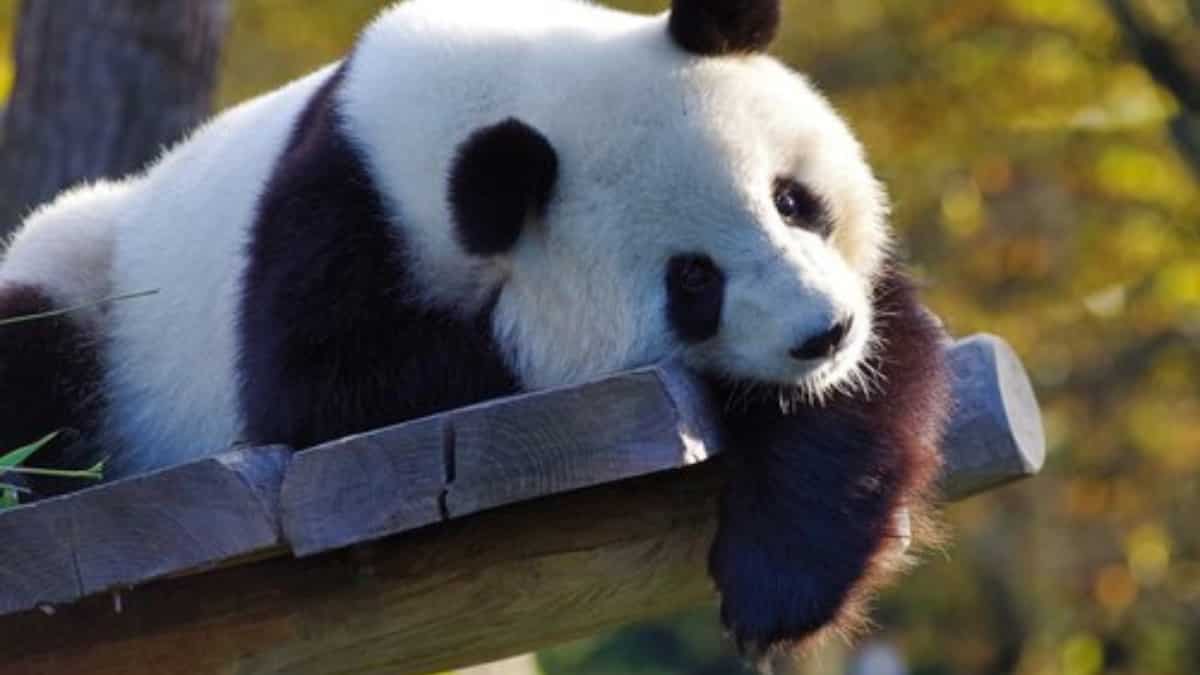 Giant panda fossil dating back 10,000 years discovered in a limestone cave in China