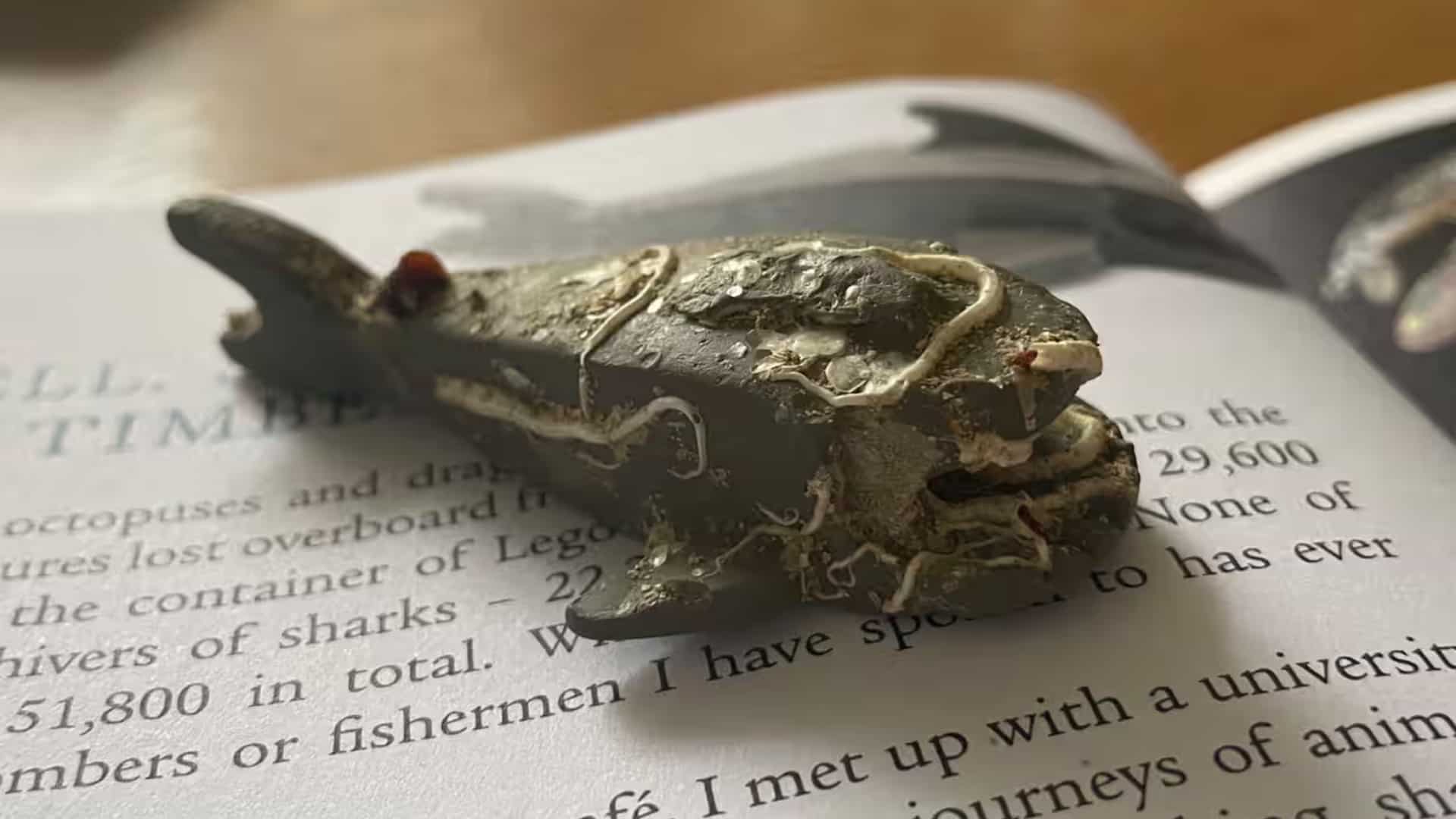 Fisherman finds rare Lego shark from 1997 spill, first reported piece in 27 years