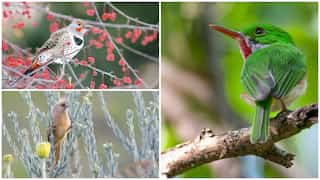 Bird genes 'store' memories of dinosaur extinction: Here is how