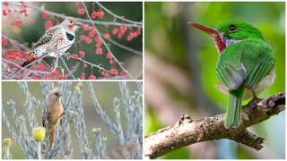 Bird genes 'store' memories of dinosaur extinction: Here is how