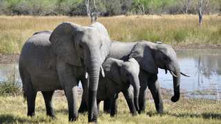 World Elephant Day 2024: Date, Theme, Significance: All you need to know