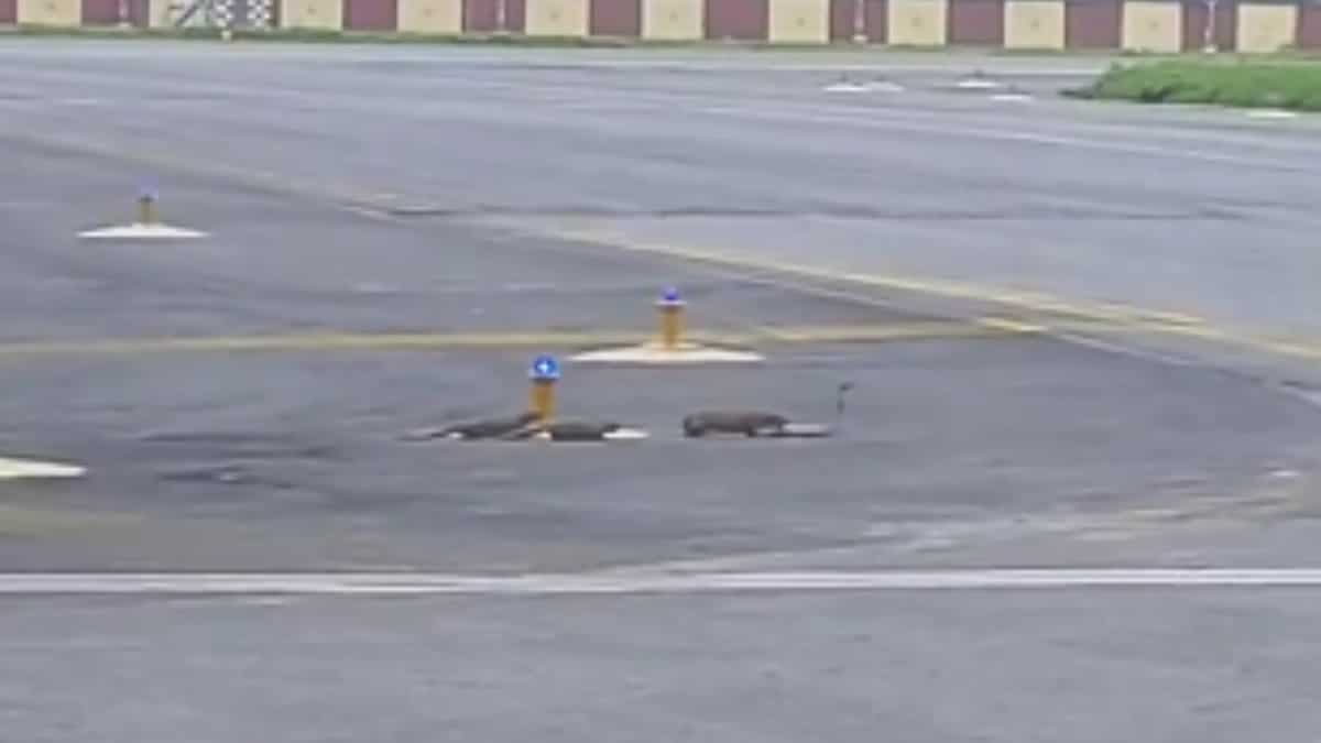 Watch: Deadly battle for life between three mongooses and snake at Patna airport goes viral Watch: Deadly battle for life between three mongooses and snake at Patna airport goes viral