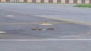 Watch: Deadly battle for life between three mongooses and snake at Patna airport goes viral