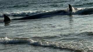 51-foot fin whale washes ashore California beach, dies soon after