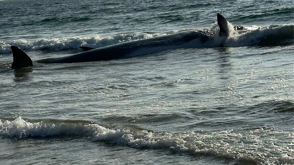 51-foot fin whale washes ashore California beach, dies soon after