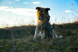 Cats show signs of grief when fellow pets die, even if it is a dog: Study