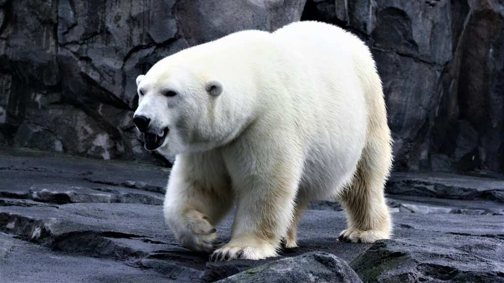 Two polar bears attack Canadian worker fatally in Canada's Arctic region
