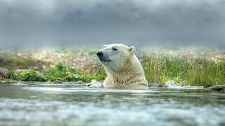 Antarctica is turning green! Here's what first continent-wide map tells about plant life