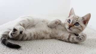 Study reveals why cats scratch furniture and tips for managing it