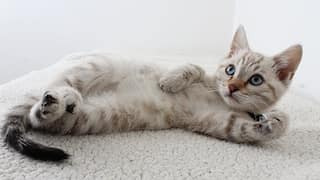 Study reveals why cats scratch furniture and tips for managing it