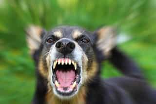 India: Dog terrorises UP colony, launches attack on 17 people within an hour