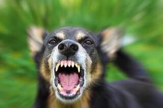 India: Dog terrorises UP colony, launches attack on 17 people within an hour