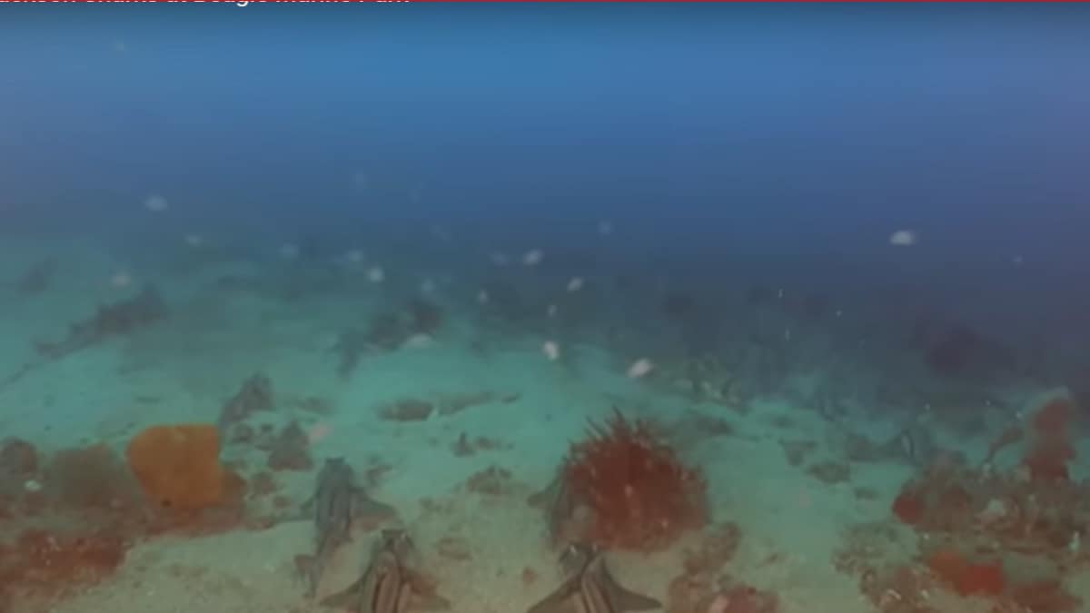 VIDEO: Thousands of female sharks gather for a slumber party in Australia. 'We don’t know...'