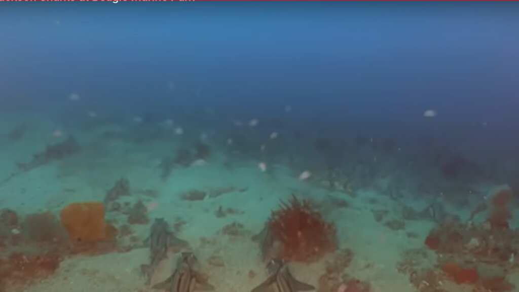 VIDEO: Thousands of female sharks gather for a slumber party in Australia. 'We don’t know...'