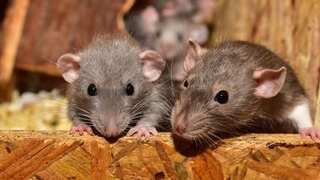 Pakistan to deploy hunter cats to tackle rat problem in parliament; allocates budget