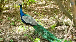 India: Telangana man booked for posting video recipe of ‘Peacock curry’