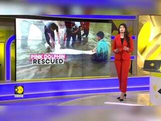 Stranded Pink Dolphin rescued in Bolivia