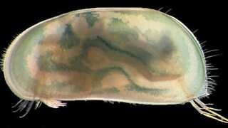 World's oldest penis belongs to a 425-million-year-old crab