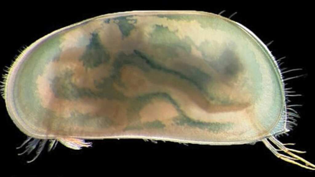 World's oldest penis belongs to a 425-million-year-old crab
