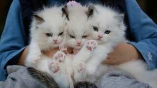 Someone is killing stray cats with steel darts in China. They might go unpunished