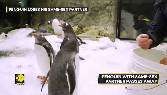 Australian penguin with same-sex partner passes way